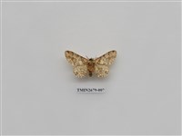 藏品(尺蛾223)的圖片